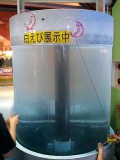 白エビ展示.jpg